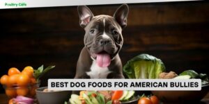 best dog foods for american bullies