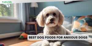 best dog foods for anxious dogs