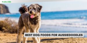best dog foods for aussiedoodles
