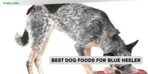 best dog foods for blue heeler