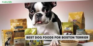 best dog foods for boston terrier