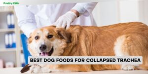 best dog foods for collapsed trachea