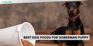 best dog foods for doberman puppy