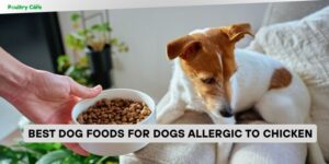 best dog foods for dogs allergic to chicken