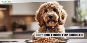 best dog foods for doodles