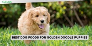 best dog foods for golden doodle puppies