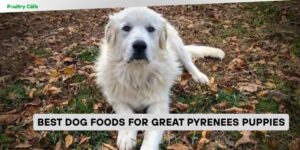 best dog foods for great pyrenees puppies