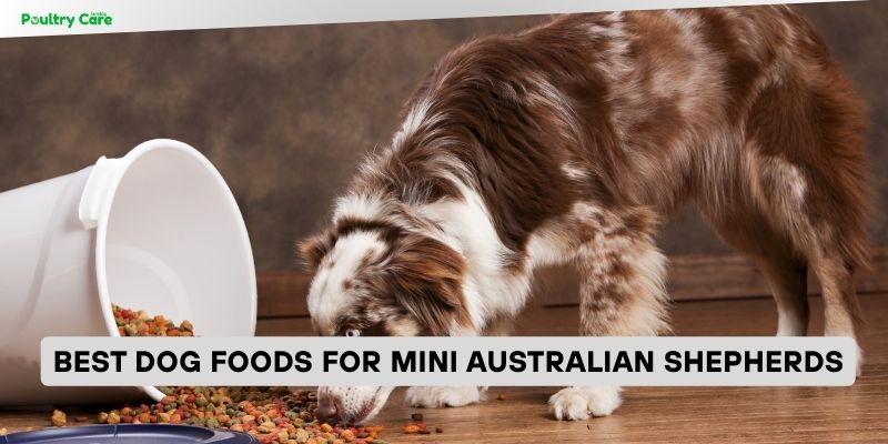 best dog foods for mini australian shepherds