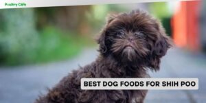 best dog foods for shih poo