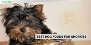 best dog foods for shorkies