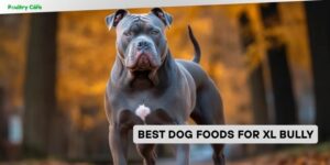 best dog foods for xl bully