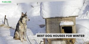 best dog houses for winter