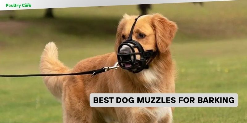 best dog muzzles for barking