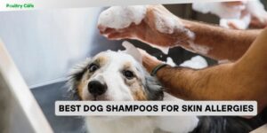 best dog shampoos for skin allergies