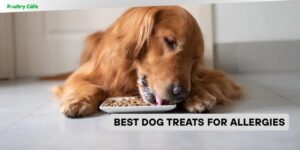 best dog treats for allergies