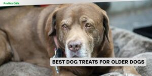 best dog treats for older dogs