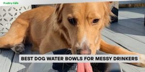 best dog water bowls for messy drinkers