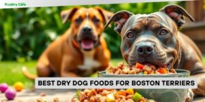 best dry dog foods for boston terriers