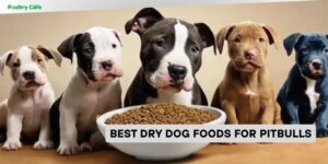 best dry dog foods for pitbulls