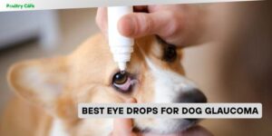 best eye drops for dog glaucoma