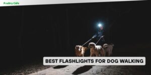 best flashlights for dog walking