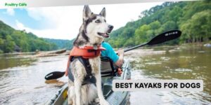 best kayaks for dogs