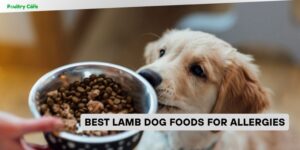 best lamb dog foods for allergies