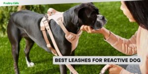 best leashes for reactive dog