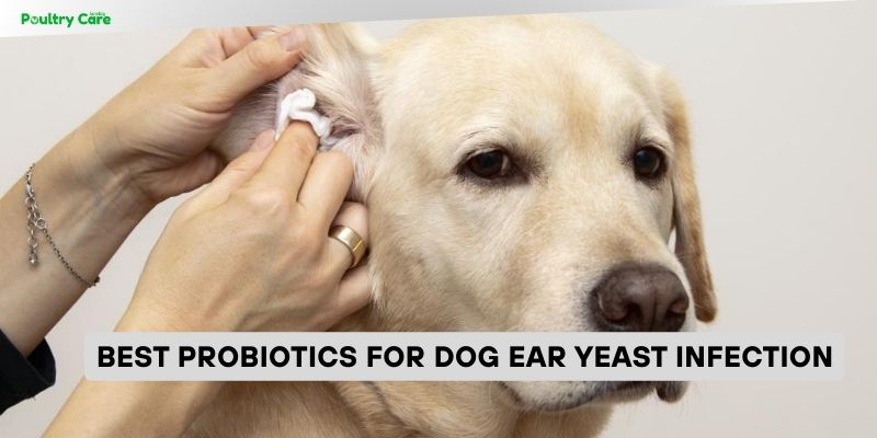 best probiotics for dog ear yeast infection