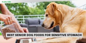 best senior dog foods for sensitive stomach