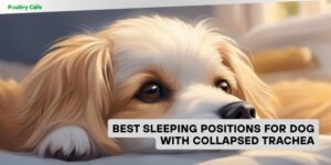 best sleeping positions for dog with collapsed trachea