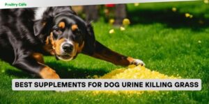 best supplements for dog urine killing grass