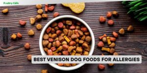best venison dog foods for allergies
