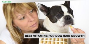 best vitamins for dog hair growth