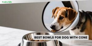 best bowls for dog with cone