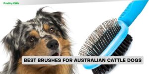 best brushes for australian cattle dogs