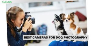 best cameras for dog photography