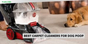 best carpet cleaners for dog poop