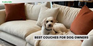best couches for dog owners