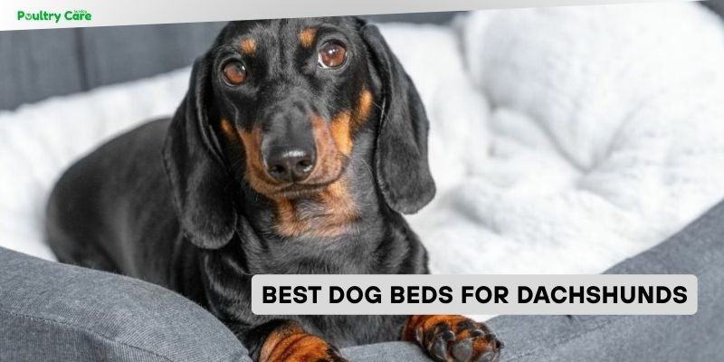 best dog beds for dachshunds