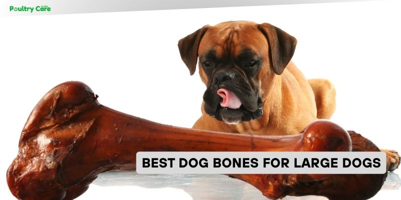 best dog bones for large dogs