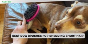 best dog brushes for shedding short hair