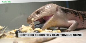 best dog foods for blue tongue skink