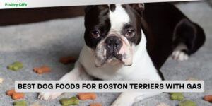 best dog foods for boston terriers with gas
