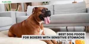 best dog foods for boxers with sensitive stomachs