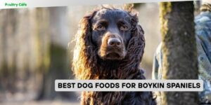 best dog foods for boykin spaniels