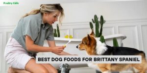 best dog foods for brittany spaniel