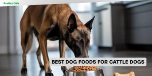 best dog foods for cattle dogs