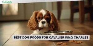 best dog foods for cavalier king charles