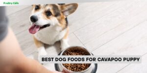 best dog foods for cavapoo puppy